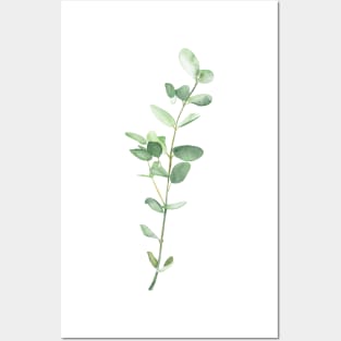 Eucalyptus Posters and Art